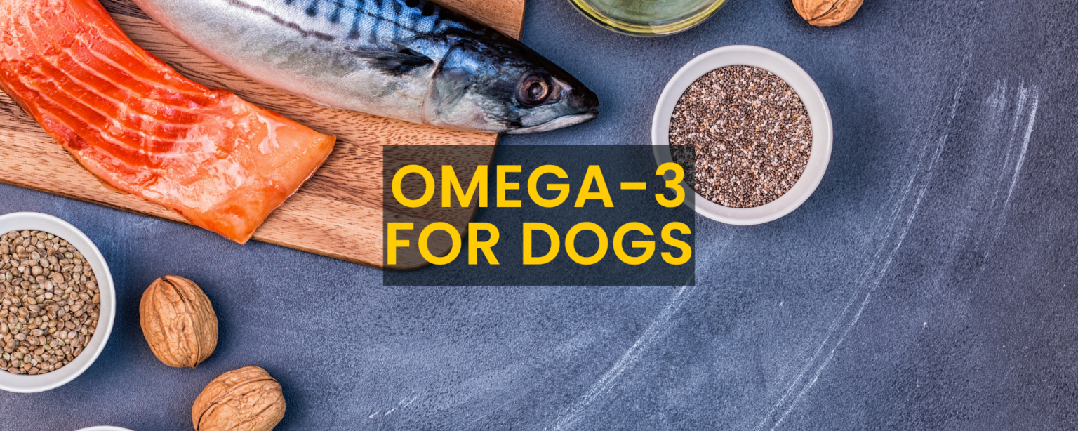 OMEGA-3 FOR DOGS: UNLOCKING THE BENEFITS