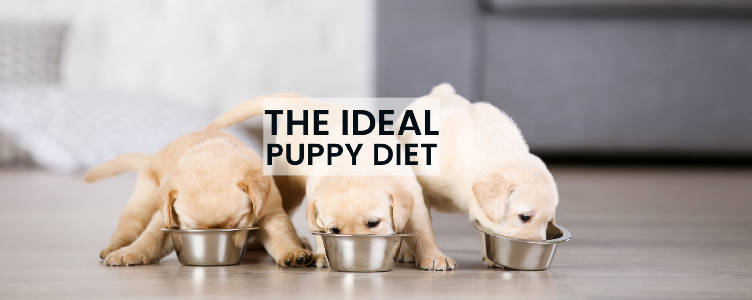 THE PERFECT PUPPY DIET