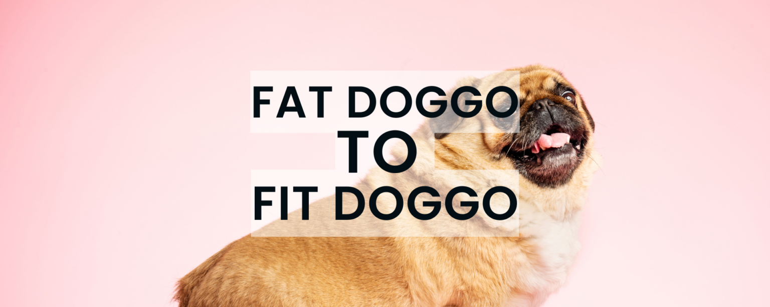 Is a Low-Fat Diet The Best Dog Food For Weight Loss?
